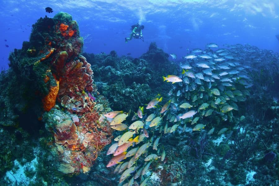 Buceo en Arrecife Palancar
